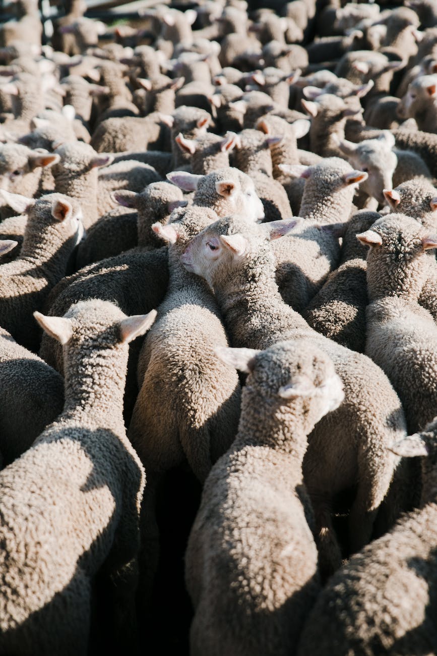 Crowded Fear